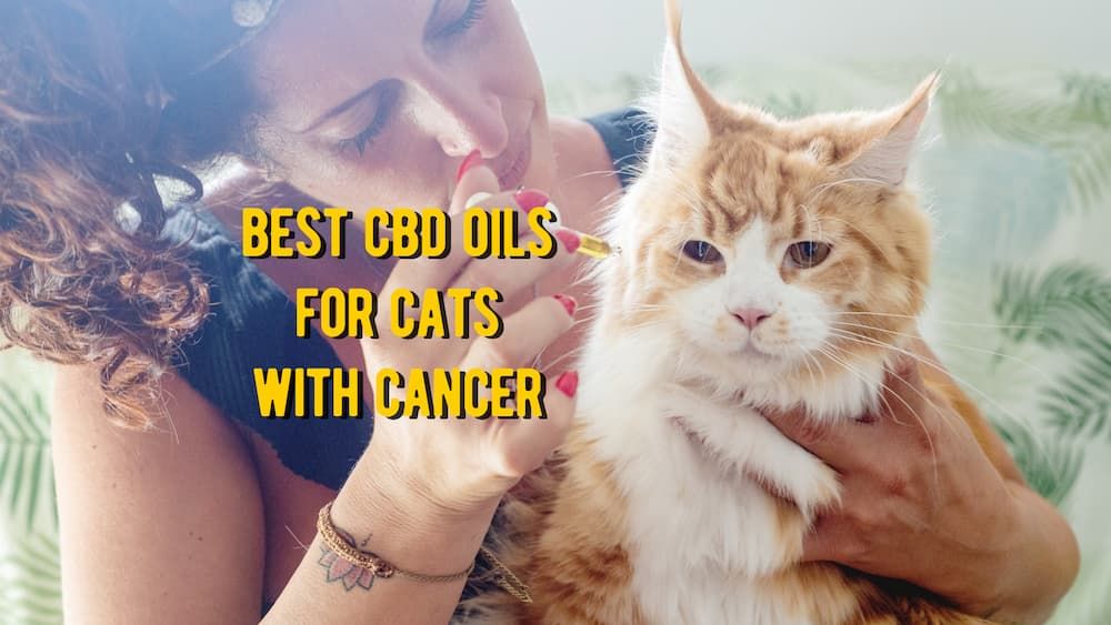best cbd oil for cats with cancer