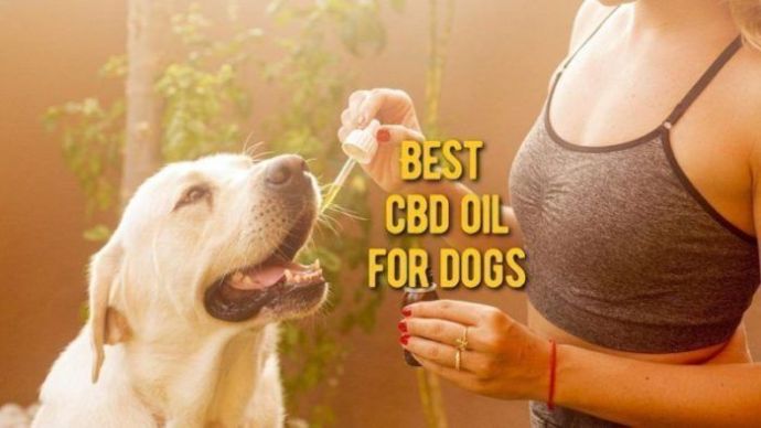 best cbd oil for dogs review