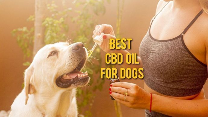 Best CBD Oil for Dogs