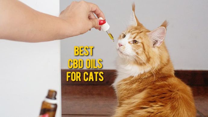 best cbd oils for cats