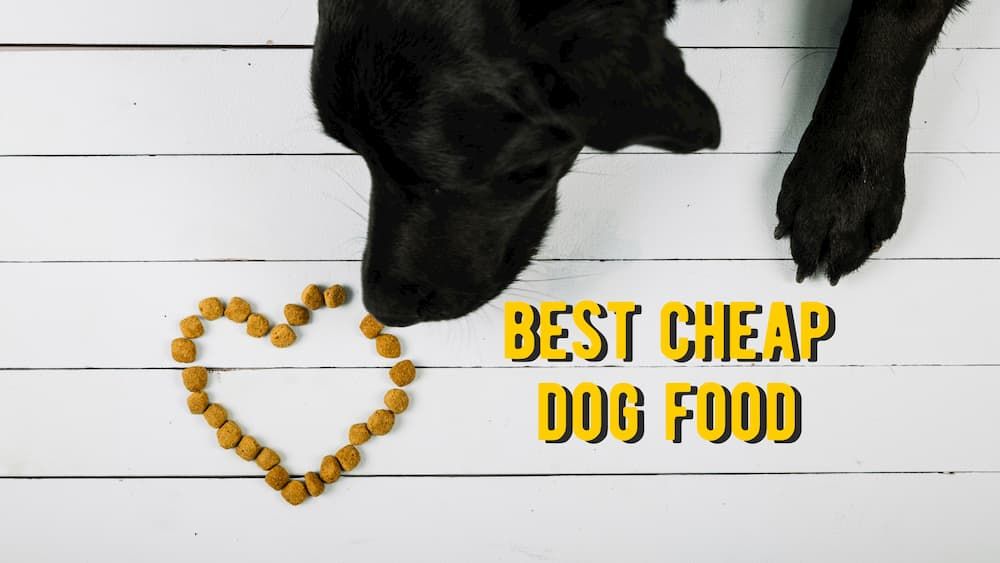 best cheap dog foods