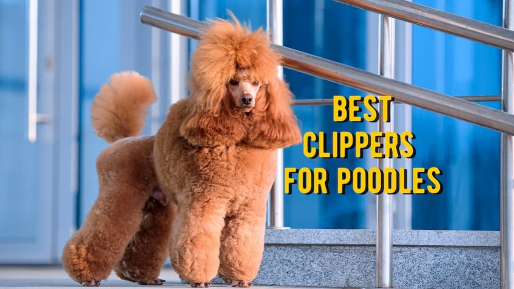 The Best Clippers for Poodles: TOP-10 Tools for Poodle Grooming