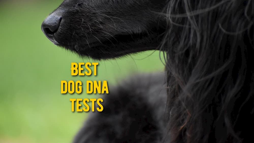 best dog dna tests