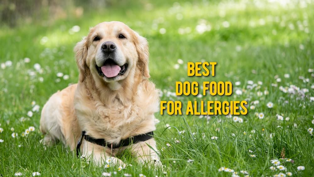 best dog food for allergies