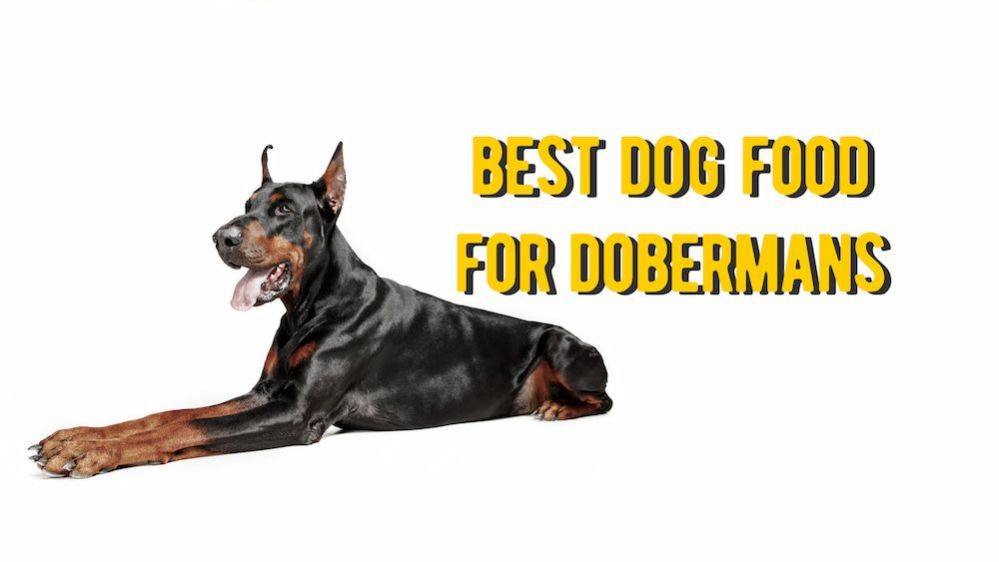 ≡ Best Dog Food for Dobermans 10 Dog Foods for Doberman Review