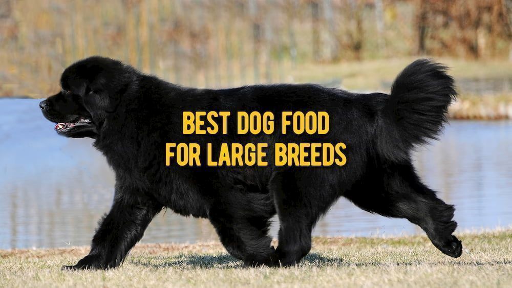 best dog food for large breeds