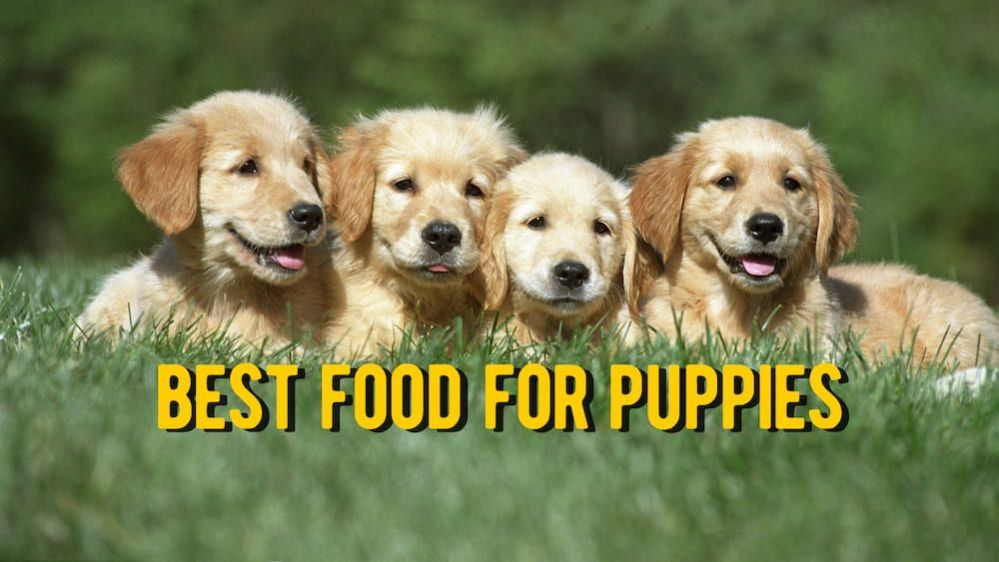 Best Puppy Food The 21 Best Dog Foods for Puppies (Vet Review)