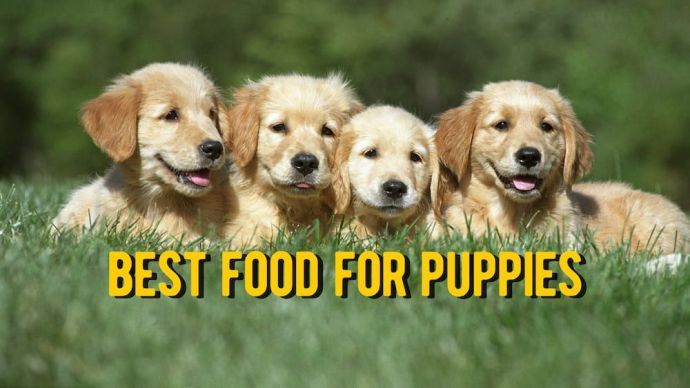The 21 Best Puppy Food (Vet Review)