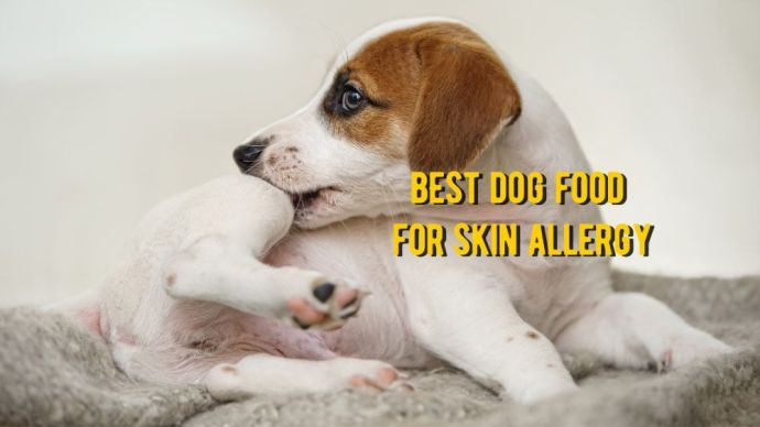 best dog food for skin allergy