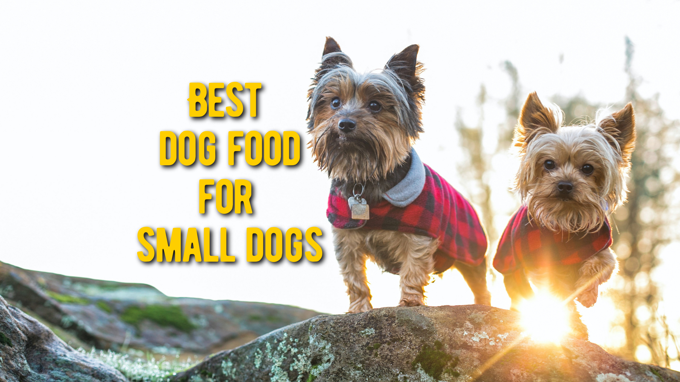 best dog food for small dogs