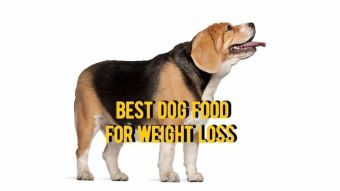 ≡ Best Dog Food for Poodles: The 10 Best Rated Foods for Poodles