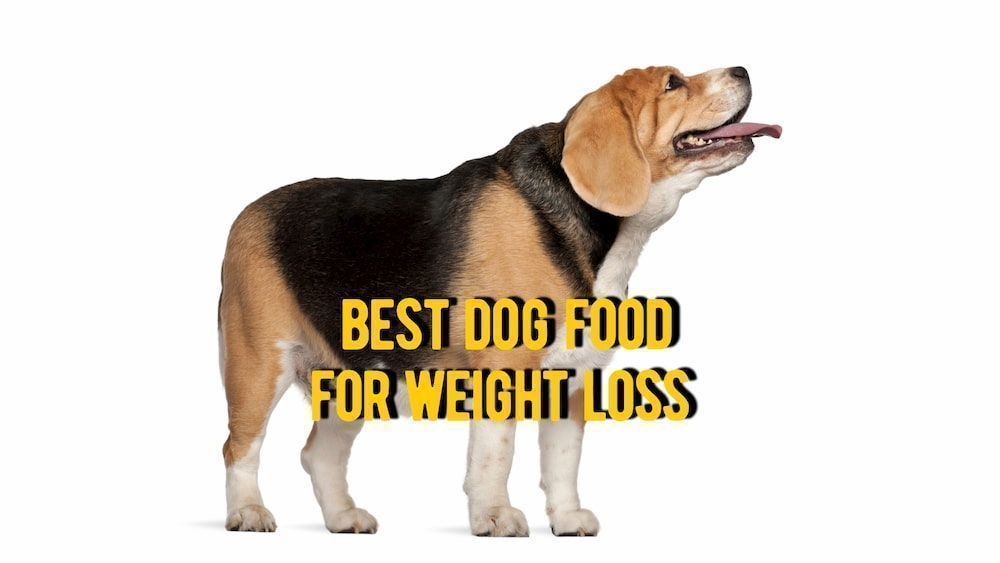 Best Senior Dog Food For Weight Loss : Best Dog Food For Weight Loss