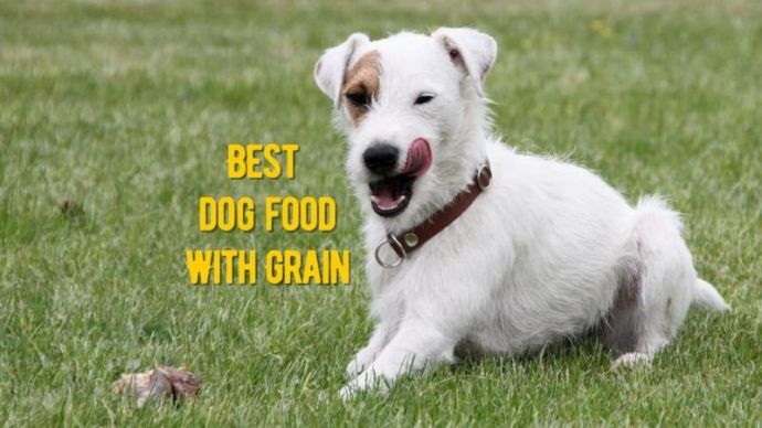 best dog food with grain