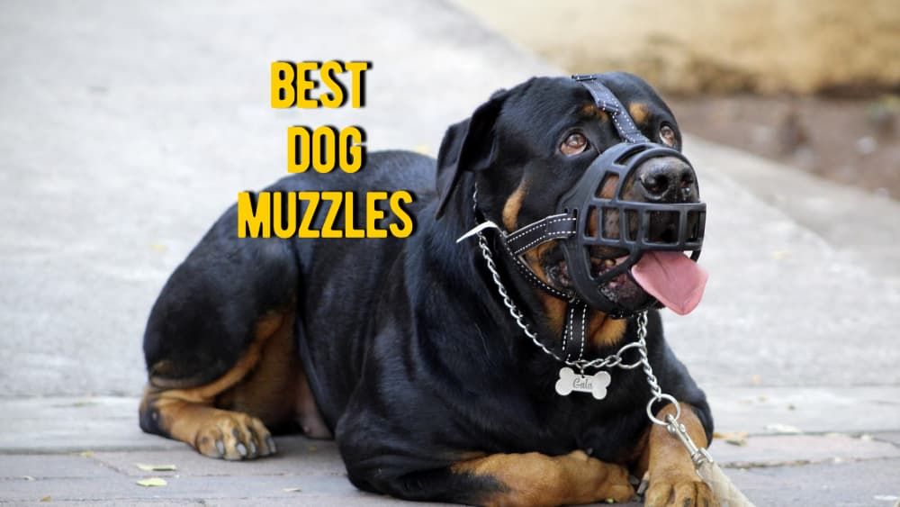 best dog muzzles