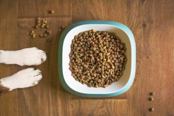 best-dry-foods-for-dogs