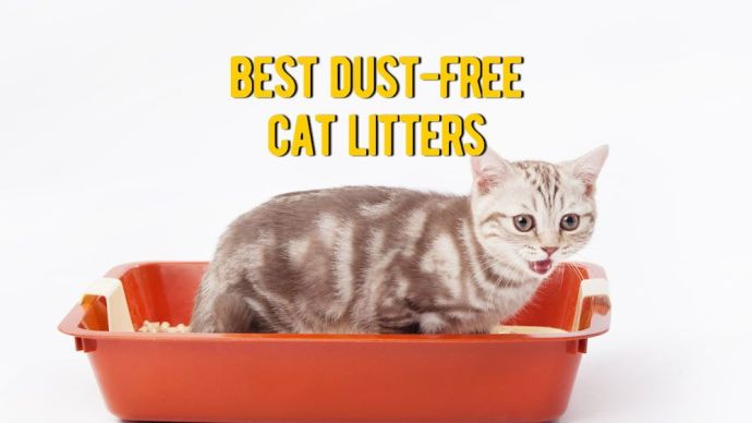 best dust-free cat litters