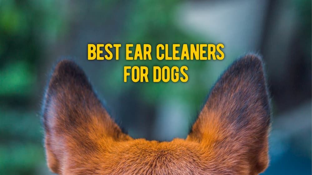 ᐉ Best Ear Cleaner for Dogs The 15 Best Dog Ear Cleaners Reviews