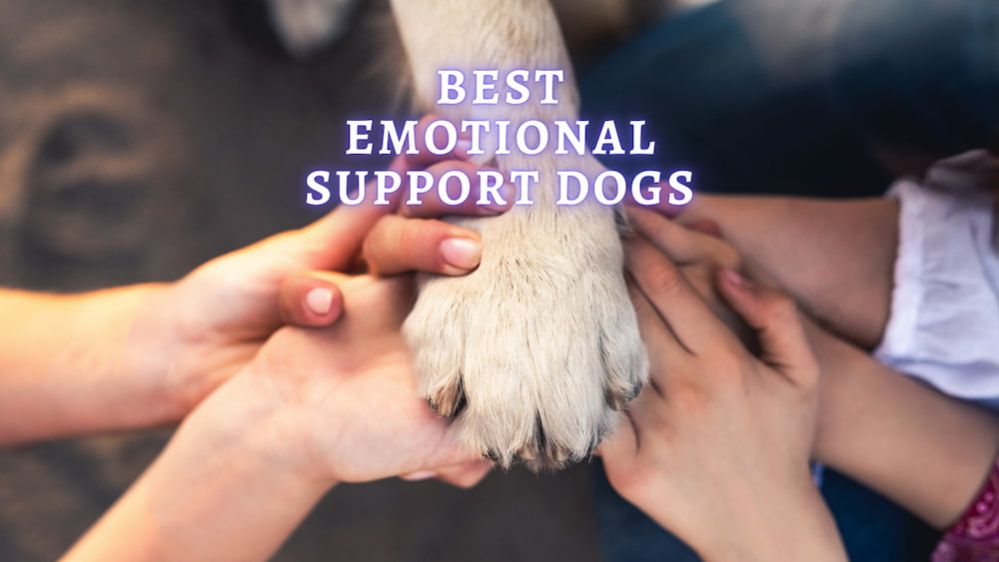 Best Emotional Support Dogs What are the Most Empathetic Dog Breeds?