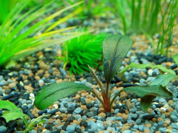 best fertilizers for aquarium plants