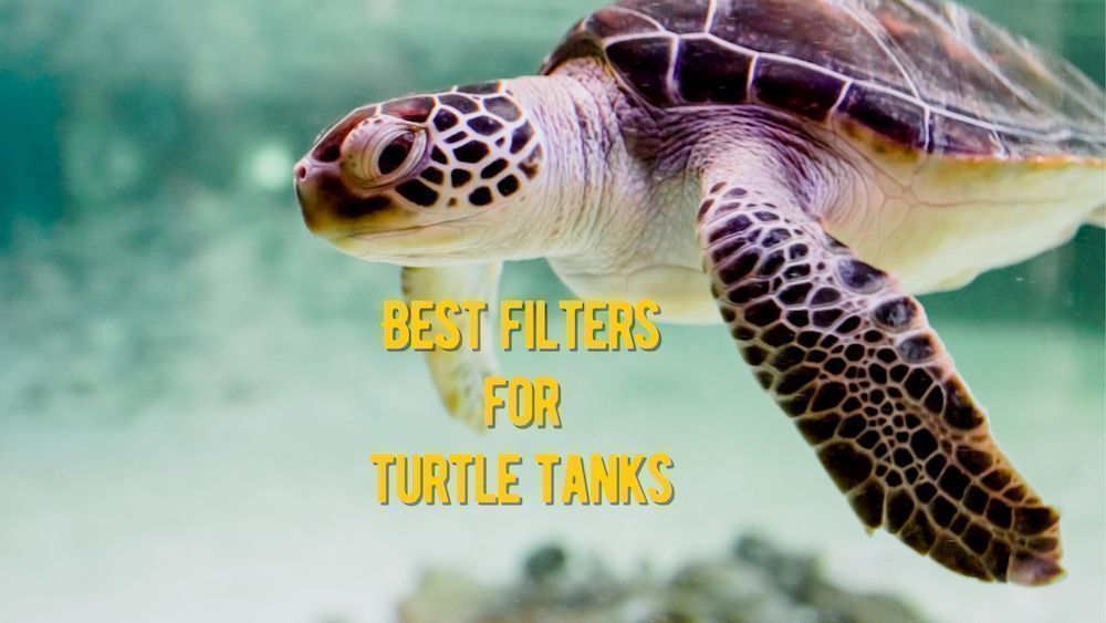 best filters for turtle tanks