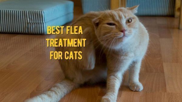best flea treatment for cats review