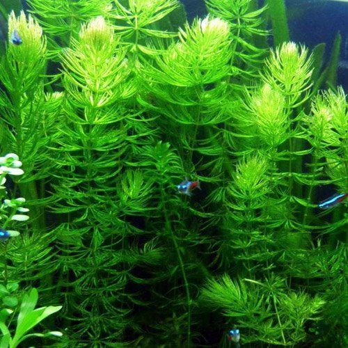 Floating Aquarium Plants 10 Best Floating Plants for Fish Tanks Review