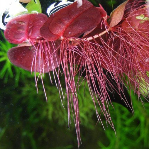 best floating plants red root floater