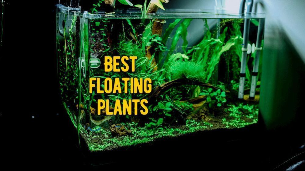 Floating Aquarium Plants 10 Best Floating Plants for Fish Tanks Review