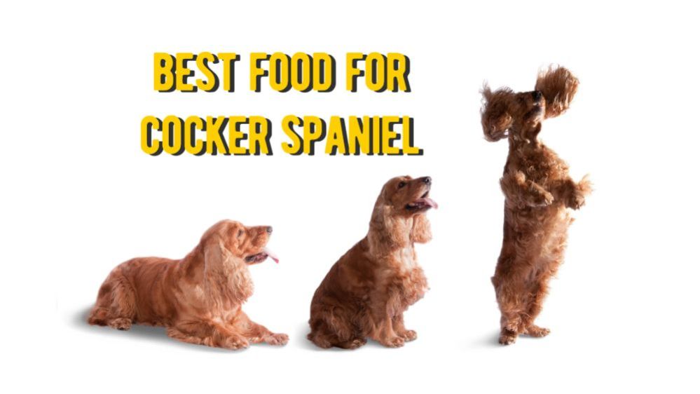 Best Dog Food for Cocker Spaniel TOP 10 Rated Foods for Spaniels