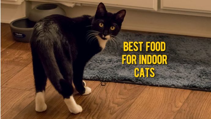 best food for indoor cats