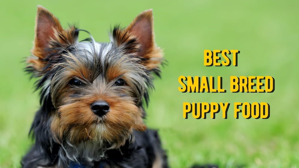 Best Small Breed Puppy Food: TOP 20 Toy Breed Puppy Foods Reviews