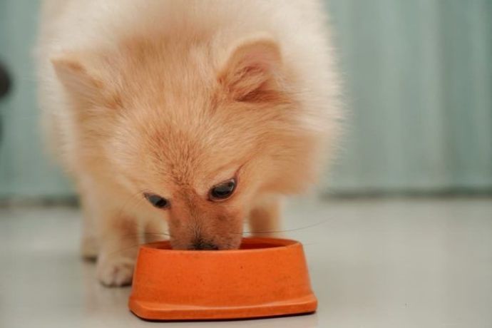 best foods for puppies