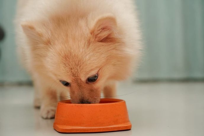 Best Puppy Food – 2020 Reviews