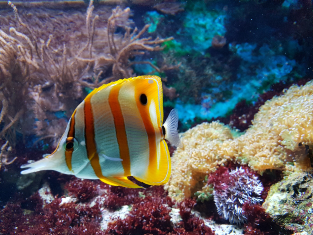 Beste Süßwasseraquarium-Fischkombination