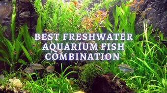 ᐉ Best 10 Freshwater Aquarium Fish Combination ﻿- ThePets