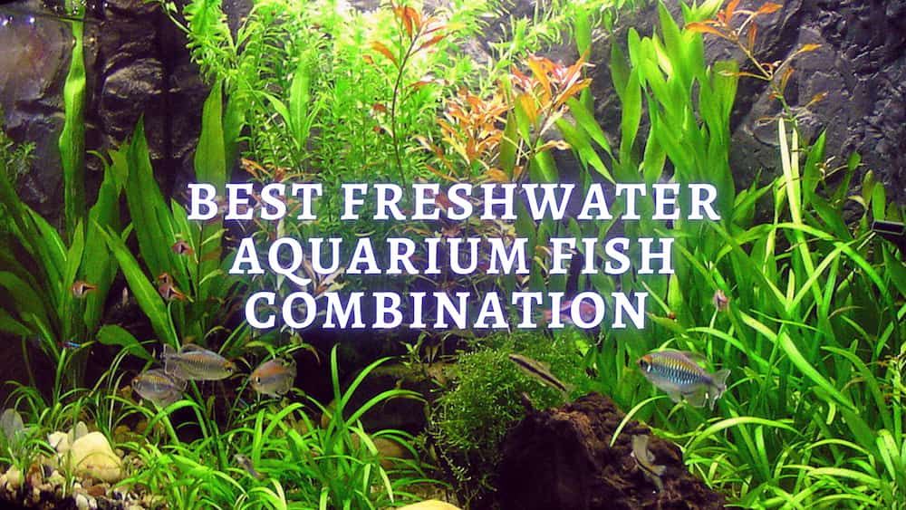 best freshwater aquarium fish combination