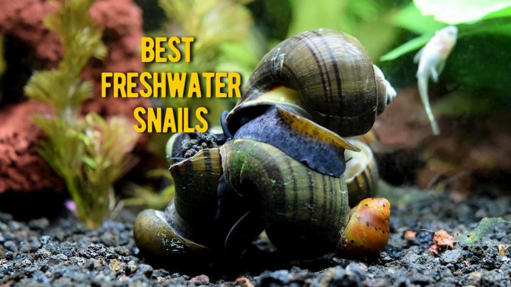 Best Aquarium Anails: TOP Freshwater Aquarium Snails Reviews