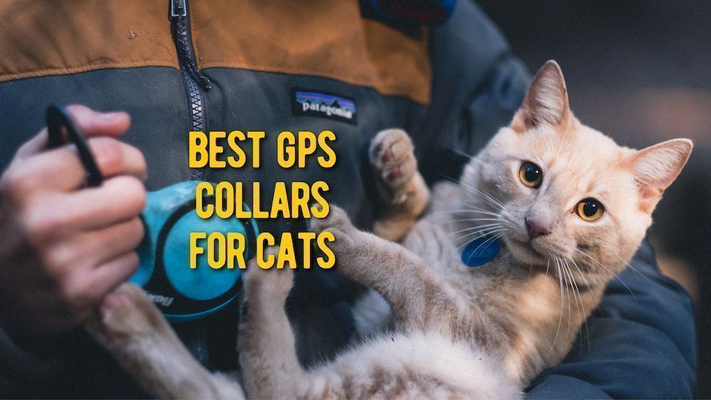 best gps collar for cats