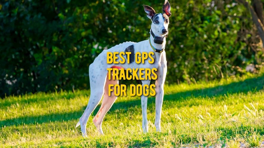 ᐉ Best Dog GPS Tracker TOP GPS Tracking Devices for Dogs Reviews
