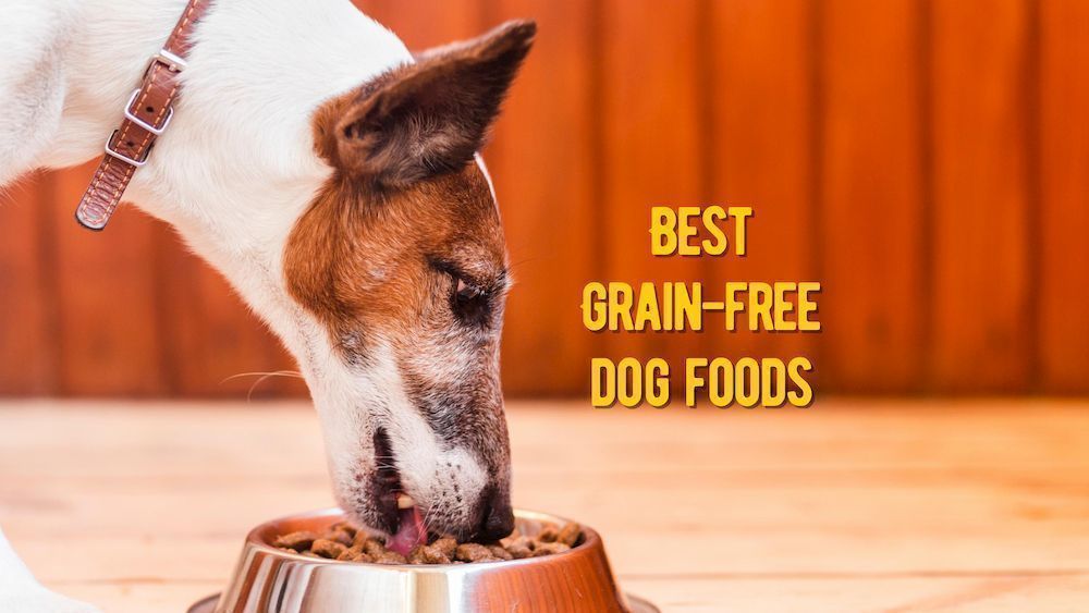 best grain free dog foods