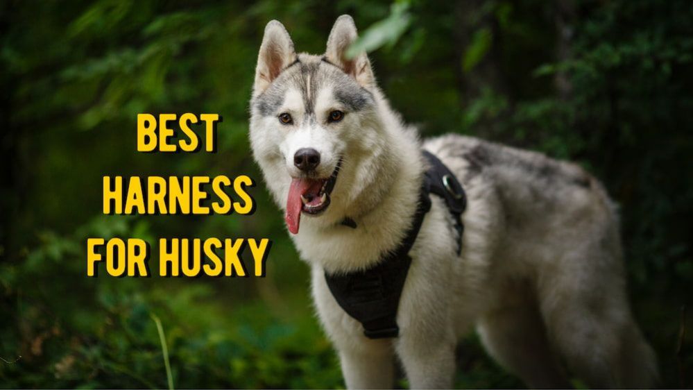 ≡ Best Harness for Husky TOP Dog Harnesses for Siberian Husky