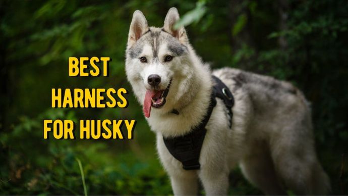 best harness for husky