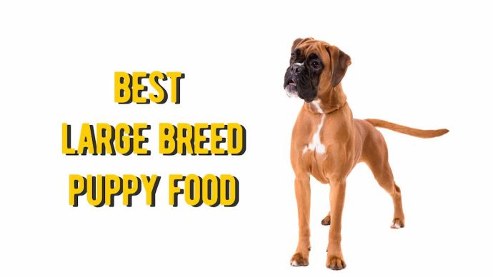 best large breed puppy food