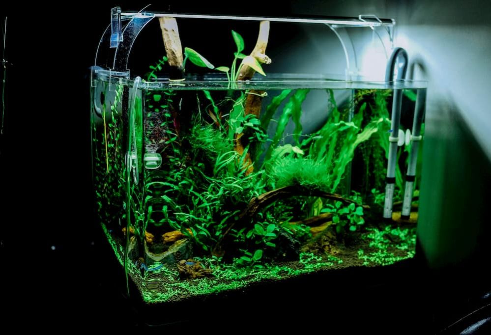 meilleurs lampes à led pour plantes d'aquarium