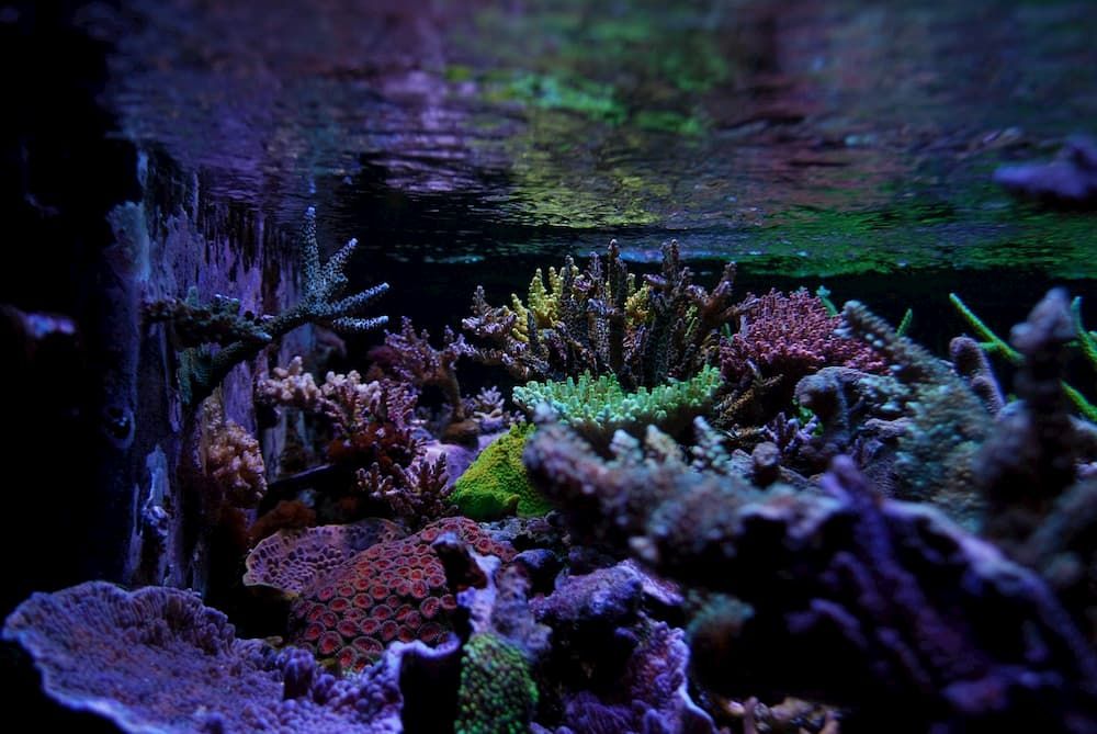 best led lights for a reef tank