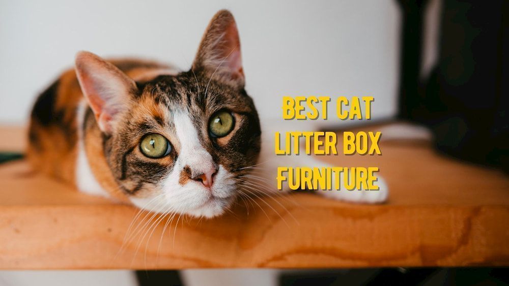 best litter box furniture for cats