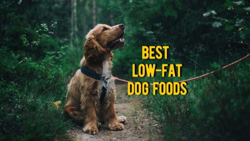 Best Low Fat Food For Dogs