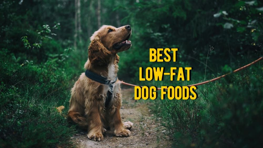 best low fat dog foods