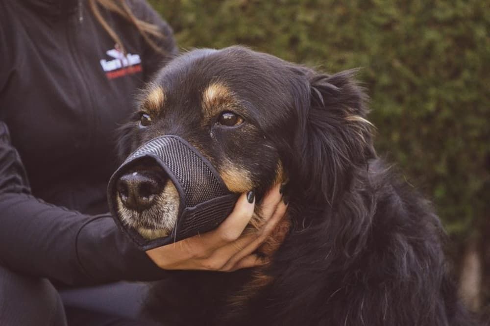 best muzzle for dogs tumblr