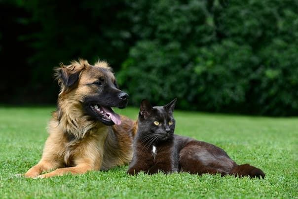 best online course for cat and dog owner